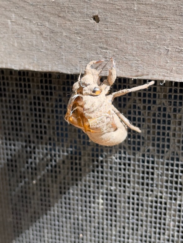 cicada-shell