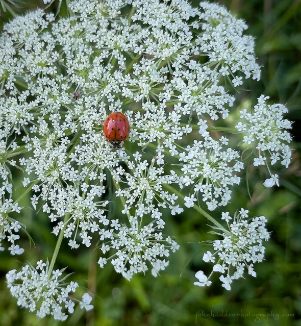 ladybug-annes-lace