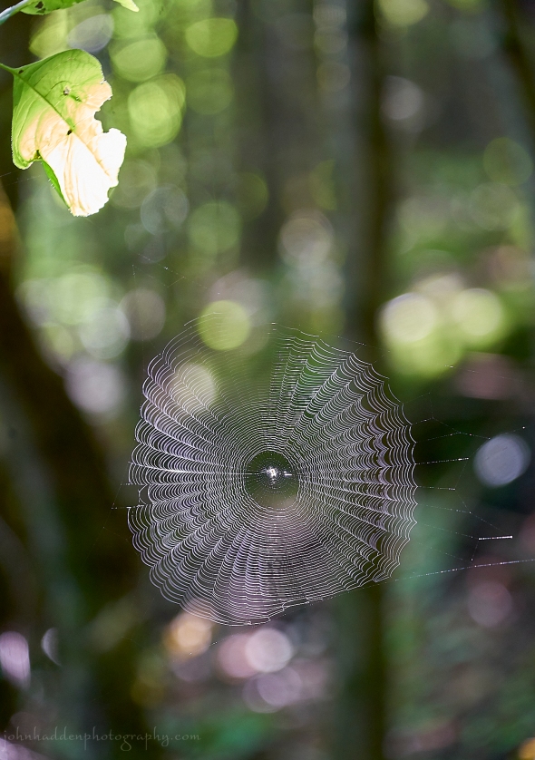 spider-web-suspended
