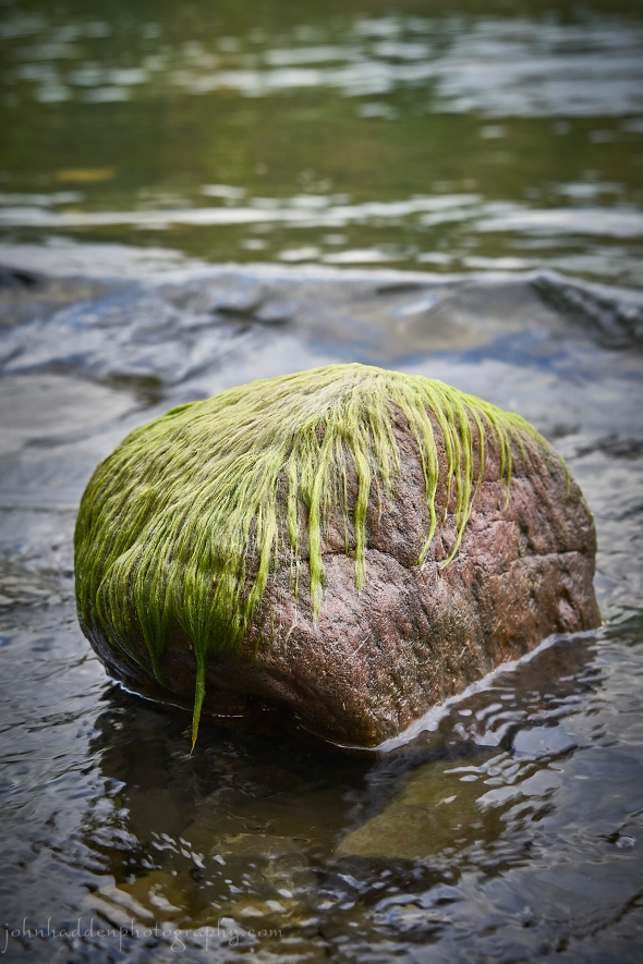 algae-rock