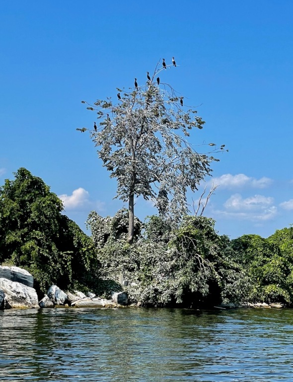 cormorant-tree