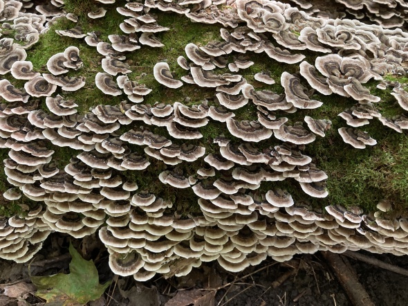 turkey-tail-fungi