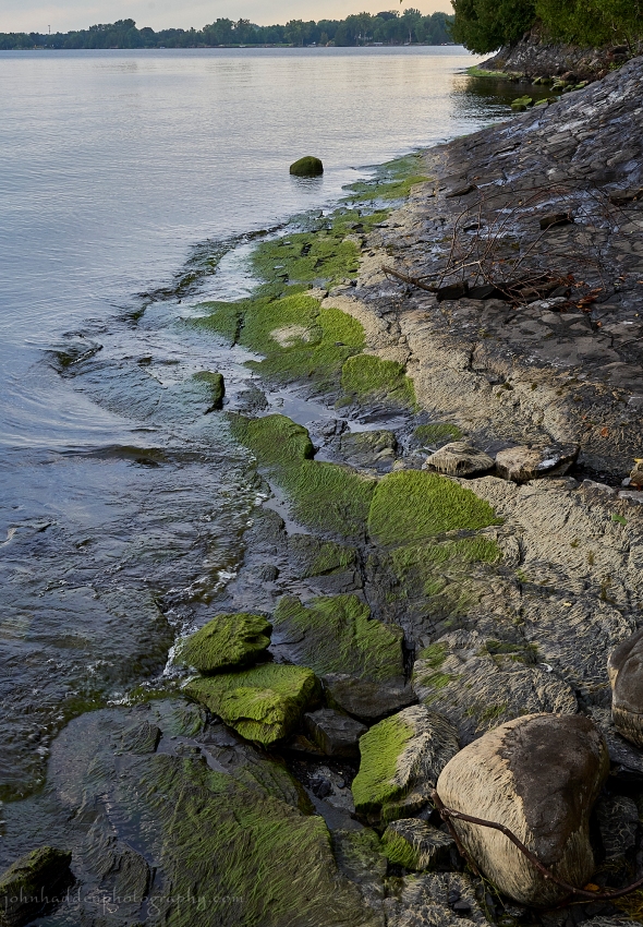 white-green-algae-shore