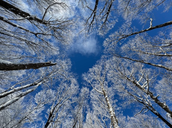 blue-sky-snowy-trees