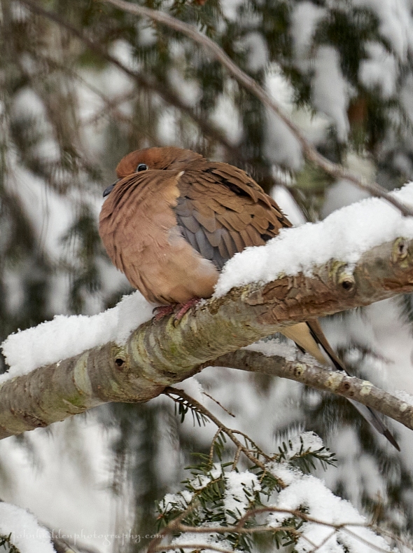 mourning-dove-snow