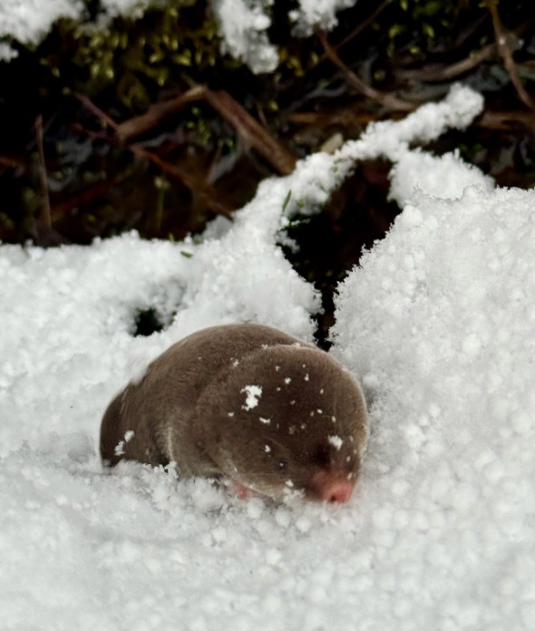 shrew-snow