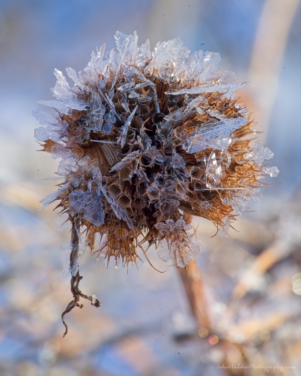 frost-beebalm