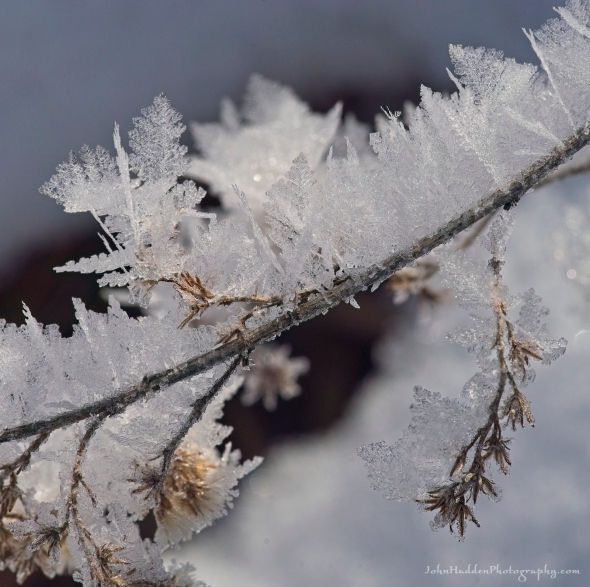 frost-feathers-twig