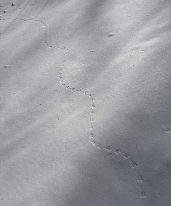 mouse-tracks-snow