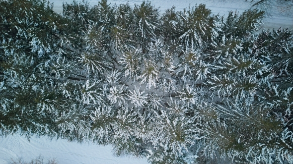 spruce-snow-aerial