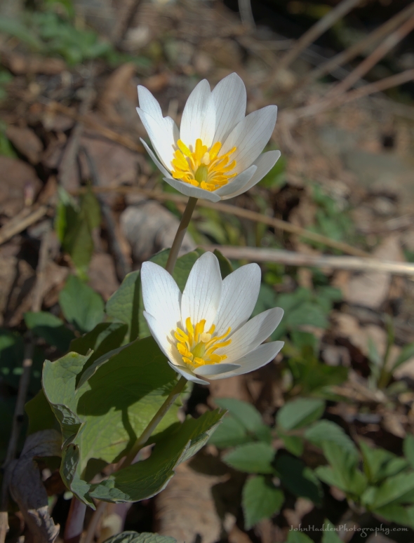 bloodroot-blossoms