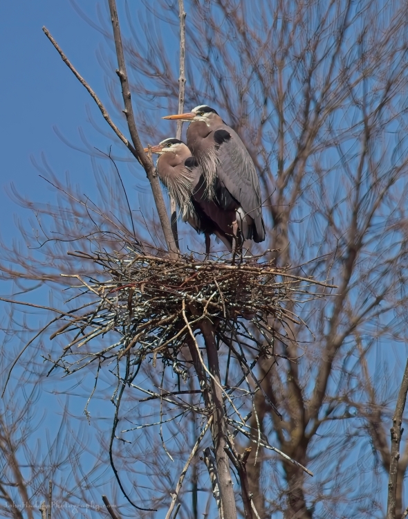 heron-on-nest