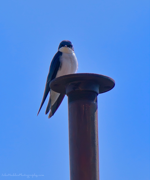 tree-swallow-pole